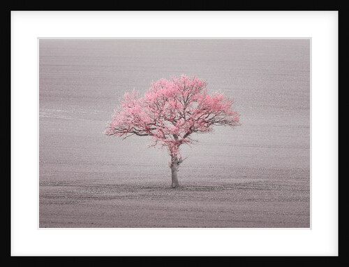 Single tree in foggy field by Assaf Frank